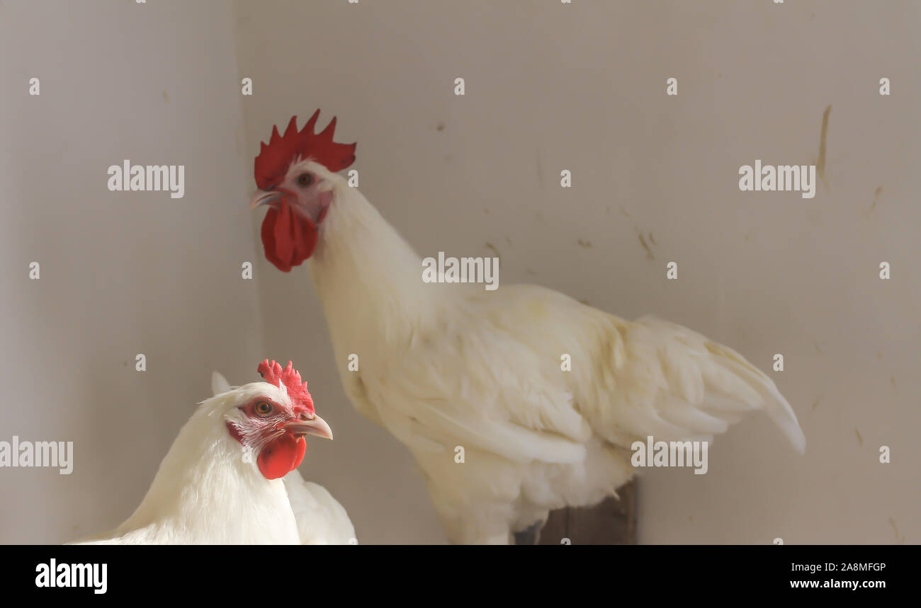 Bresse Gauloise Huhn, Hahn, Huhn, Hahn, 16 Wochen alt, in Janja Bosnien Stockfoto