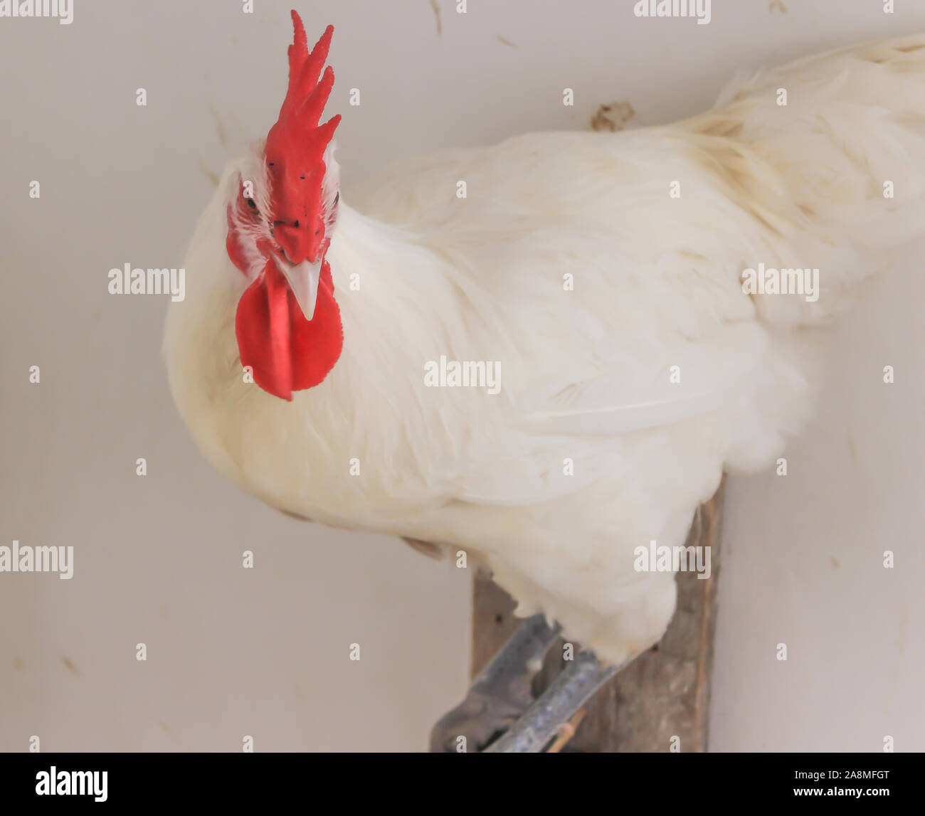 Bresse Gauloise Huhn, Hahn, Huhn, Hahn, 16 Wochen alt, in Janja Bosnien Stockfoto