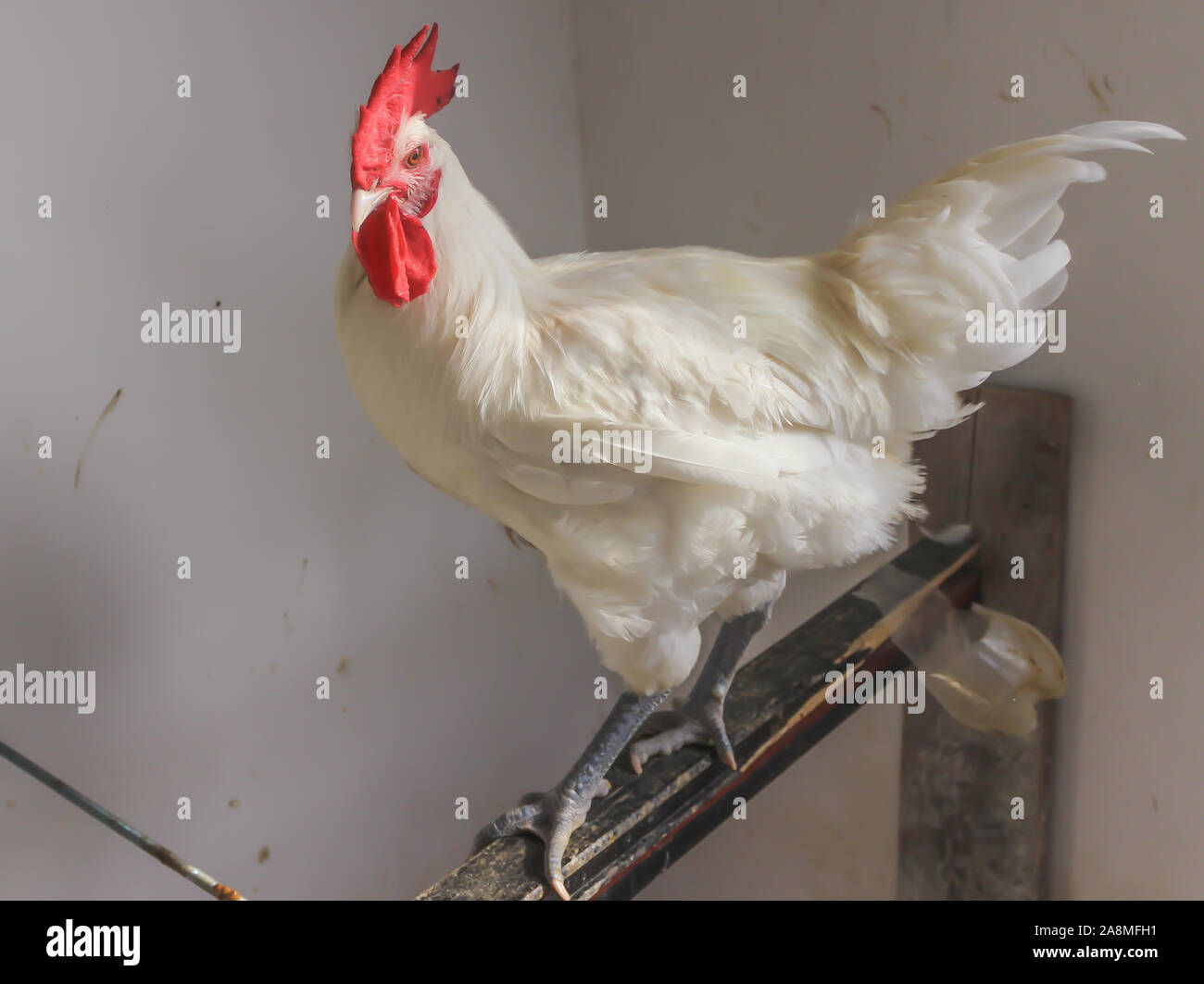 Bresse Gauloise Huhn, Hahn, Huhn, Hahn, 16 Wochen alt, in Janja Bosnien Stockfoto