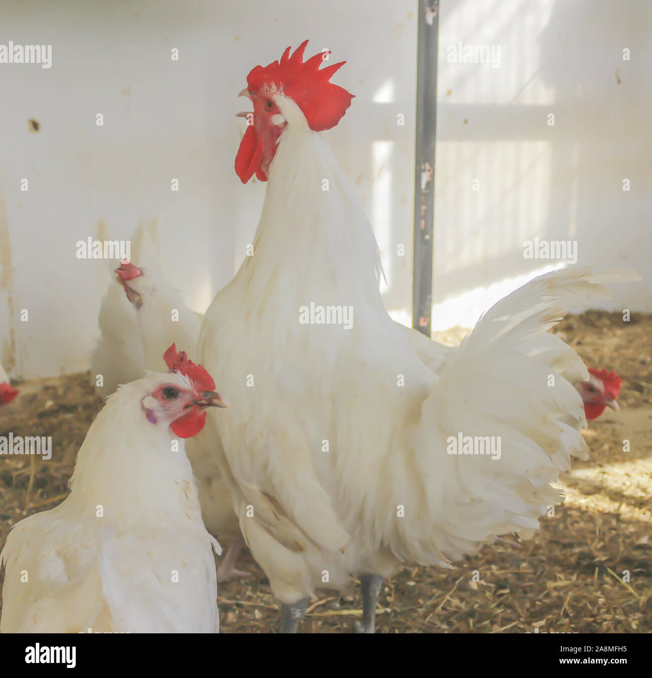 Bresse Gauloise Huhn, Hahn, Huhn, Hahn, 16 Wochen alt, in Janja Bosnien Stockfoto