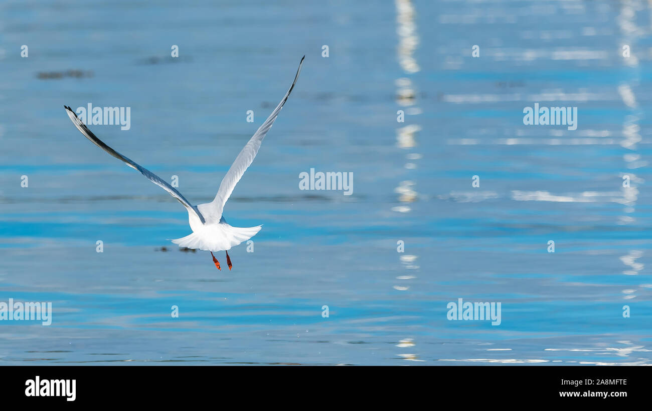 Mölltauchen und Angeln, Reflexion Stockfoto