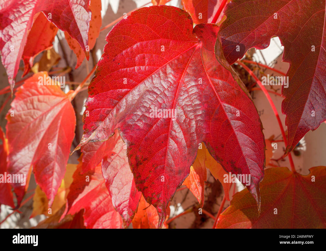 Herbst rote Weinblätter (Vitis vinifera), Bayern, Deutschland, Europa Stockfoto