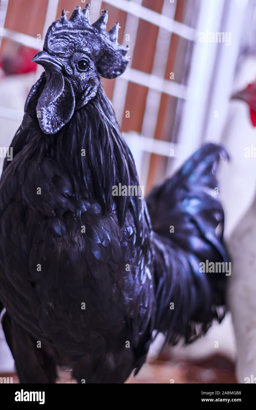 Ayam Cemani, Huhn, Hahn, Hahn, in Janja Bosnien Stockfoto