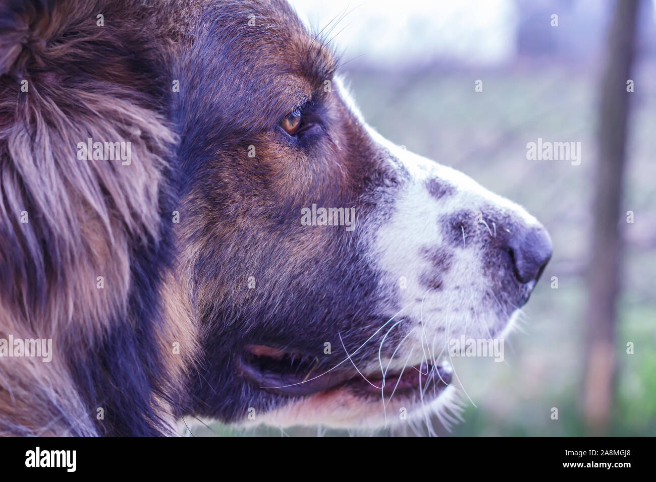 Vieh Guardian Hund, Tornjak aus Vlasic Berg, Herde Guard Dog von Vlasic Berg, Tornjak aus Bosnien, LGD in Bosnien Stockfoto