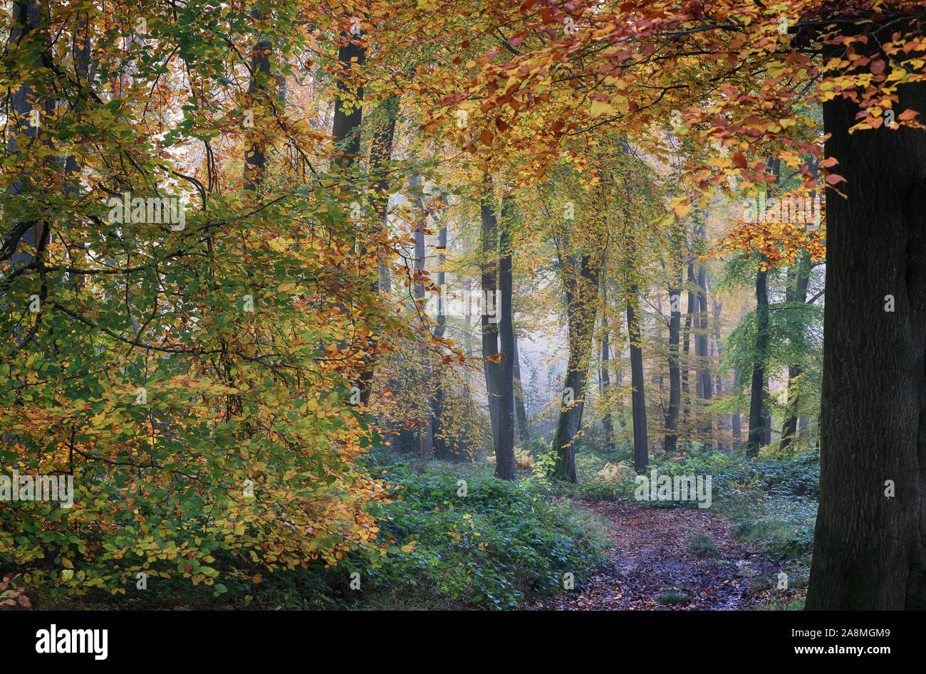 Herbst Wälder der Chilterns Stockfoto