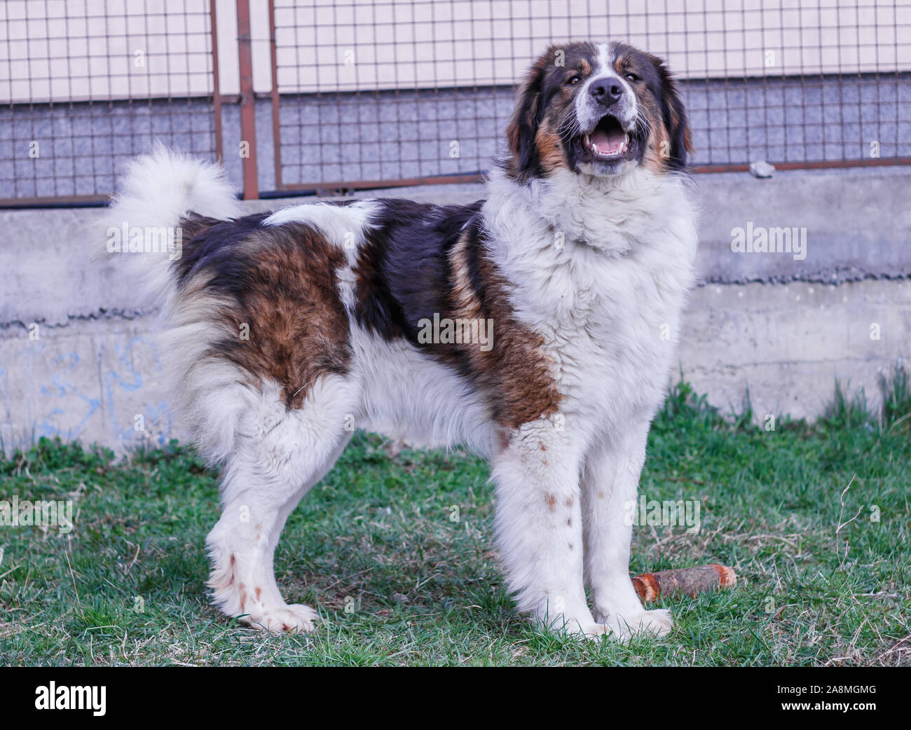Vieh Guardian Hund, Tornjak aus Vlasic Berg, Herde Guard Dog von Vlasic Berg, Tornjak aus Bosnien, LGD in Bosnien Stockfoto