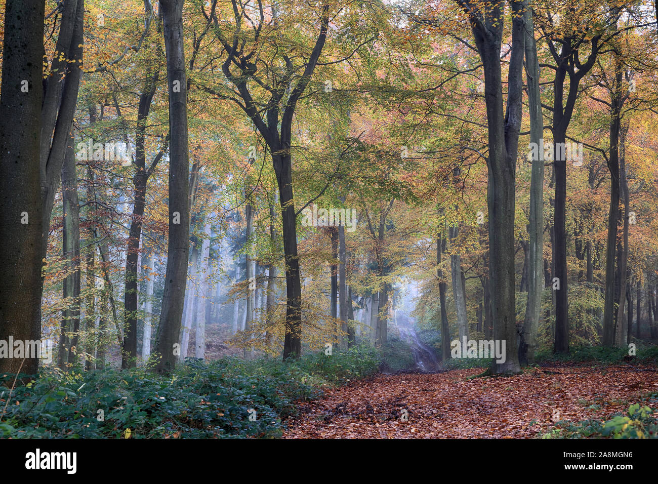 Herbst Wälder der Chilterns Stockfoto
