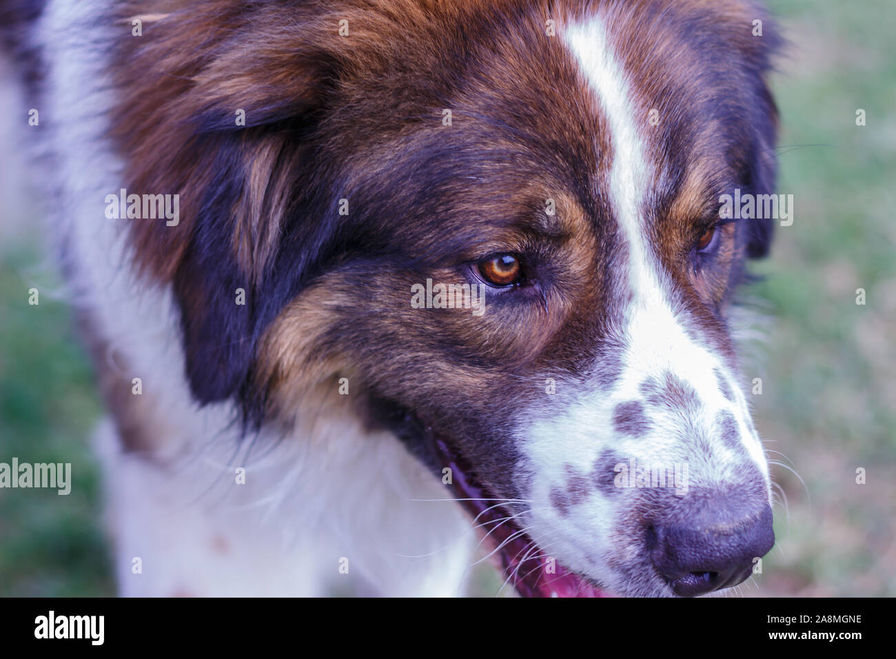 Vieh Guardian Hund, Tornjak aus Vlasic Berg, Herde Guard Dog von Vlasic Berg, Tornjak aus Bosnien, LGD in Bosnien Stockfoto
