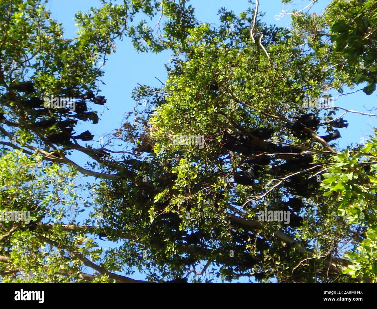 Bäume von unten Stockfoto