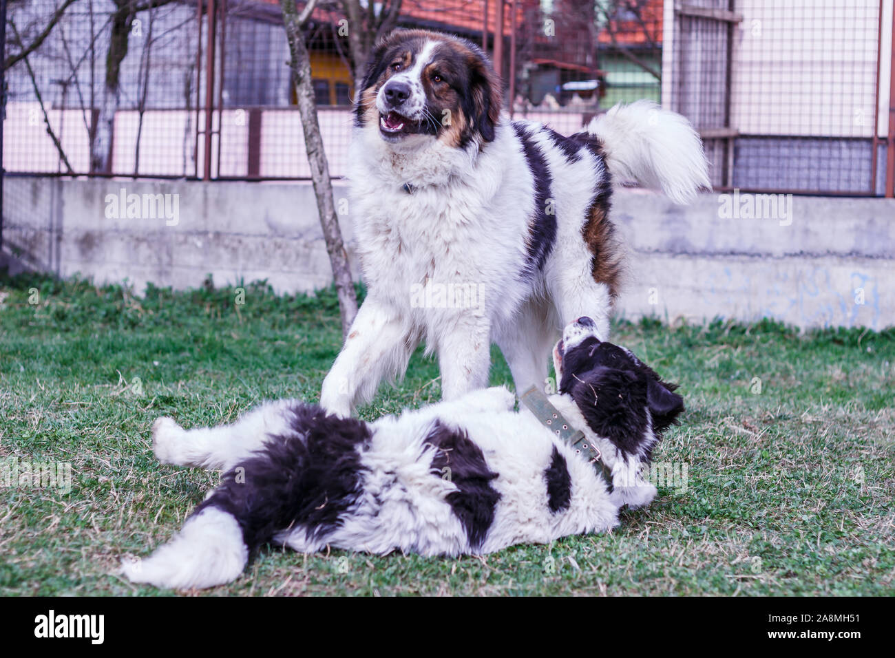 Vieh Guardian Hund, Tornjak aus Vlasic Berg und Ciobanesc Romanesc de Bucovina, Hütehund, Schäferhund, LGD im Spiel in Janja Bosnien Stockfoto