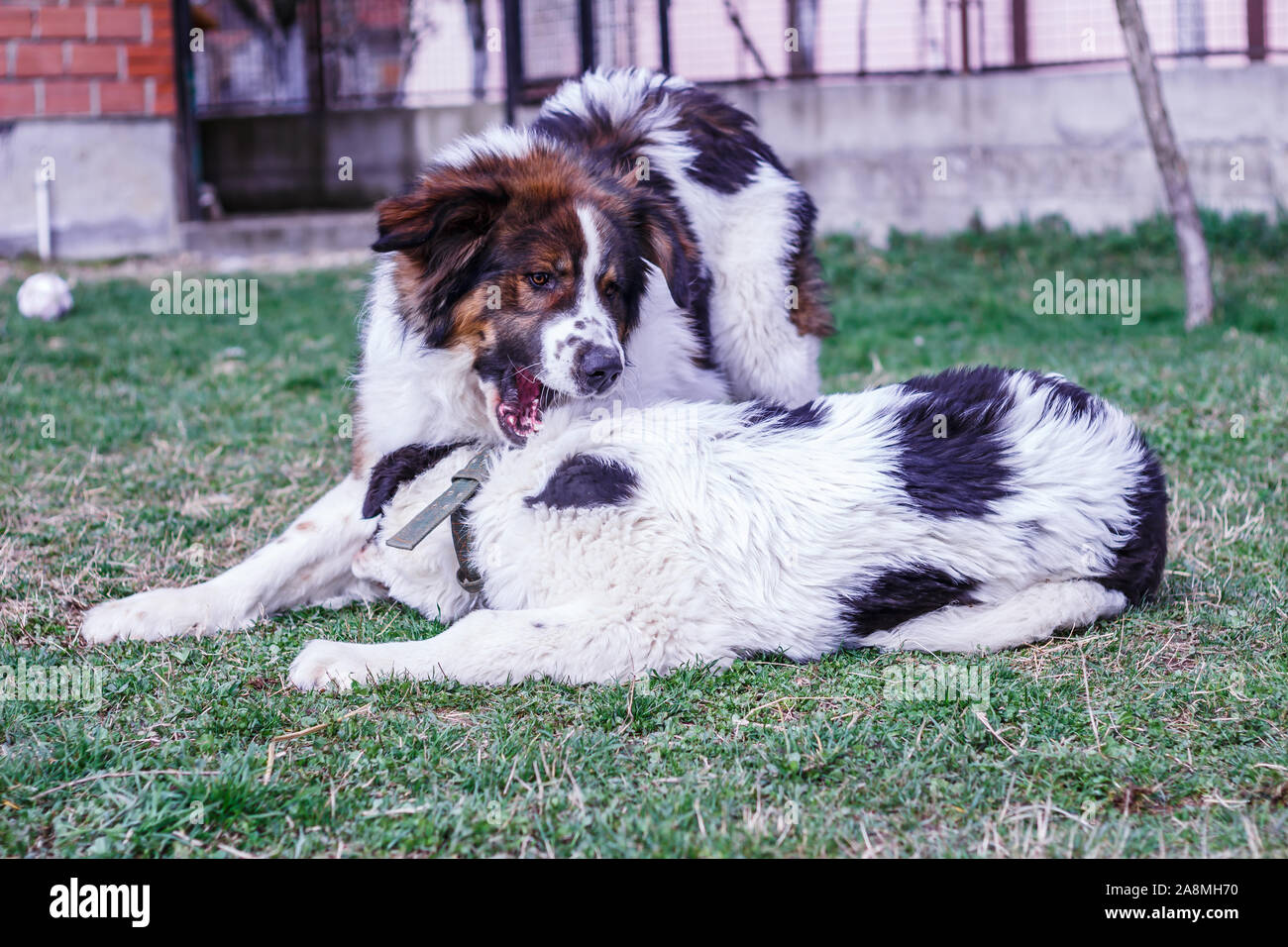 Vieh Guardian Hund, Tornjak aus Vlasic Berg und Ciobanesc Romanesc de Bucovina, Hütehund, Schäferhund, LGD im Spiel in Janja Bosnien Stockfoto