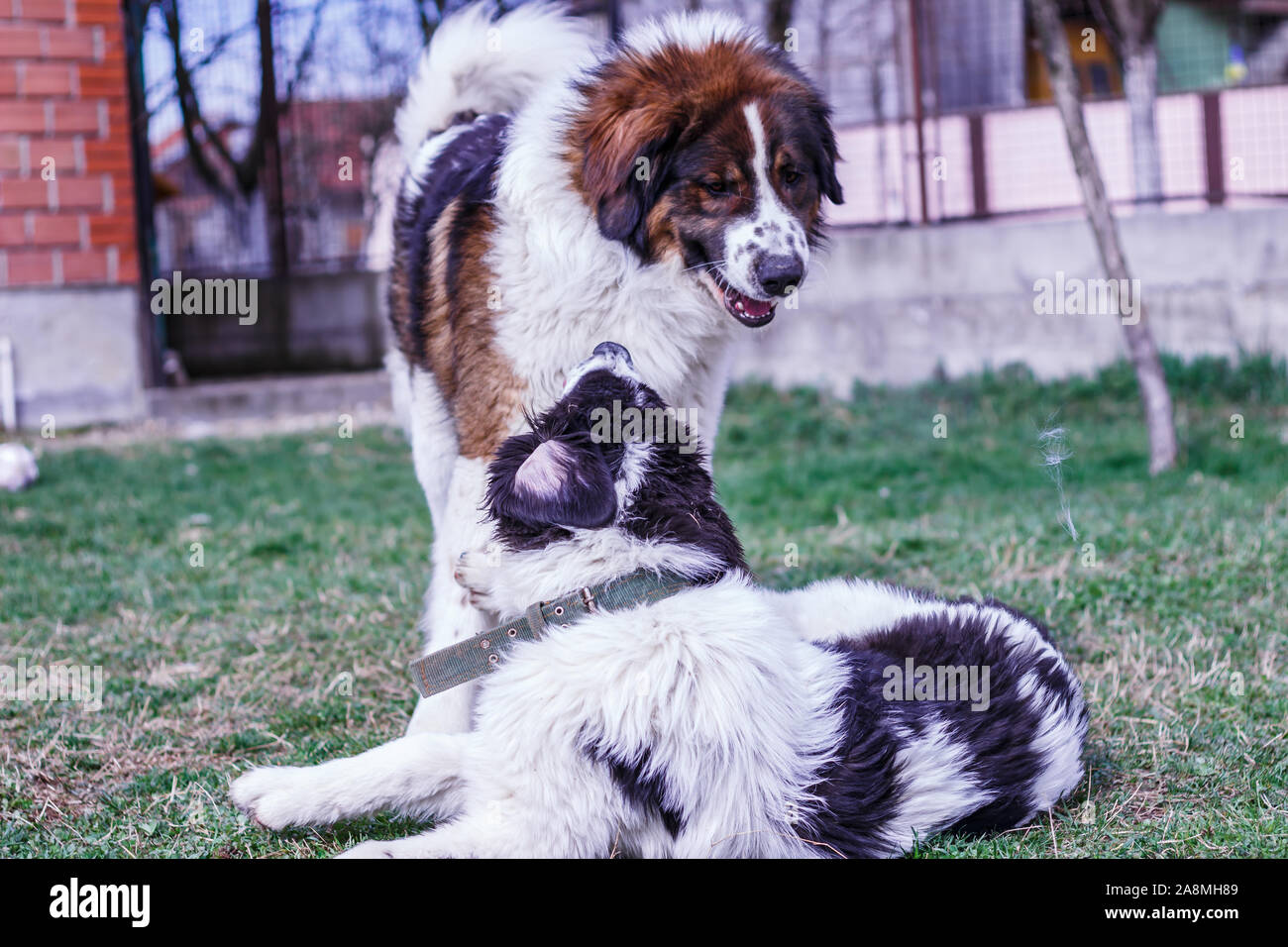 Vieh Guardian Hund, Tornjak aus Vlasic Berg und Ciobanesc Romanesc de Bucovina, Hütehund, Schäferhund, LGD im Spiel in Janja Bosnien Stockfoto