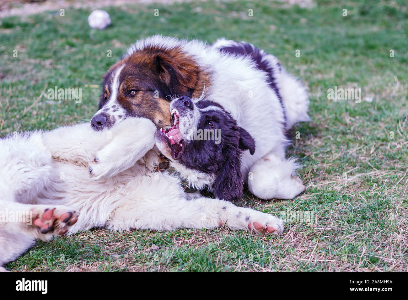 Vieh Guardian Hund, Tornjak aus Vlasic Berg und Ciobanesc Romanesc de Bucovina, Hütehund, Schäferhund, LGD im Spiel in Janja Bosnien Stockfoto