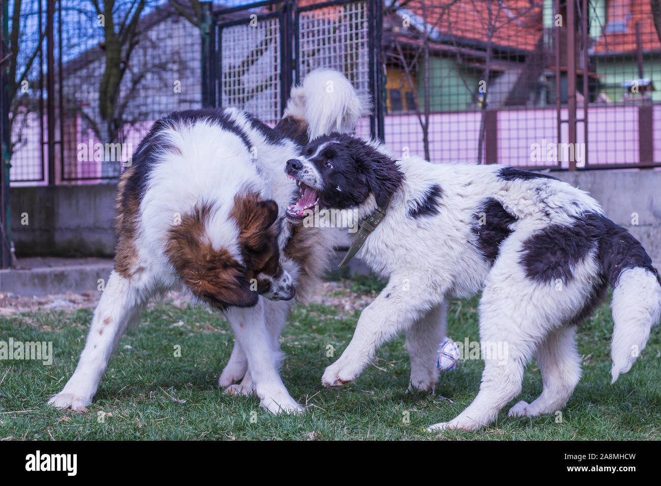 Vieh Guardian Hund, Tornjak aus Vlasic Berg und Ciobanesc Romanesc de Bucovina, Hütehund, Schäferhund, LGD im Spiel in Janja Bosnien Stockfoto