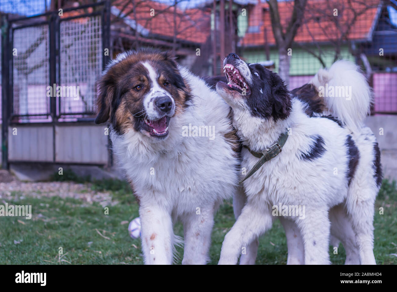 Vieh Guardian Hund, Tornjak aus Vlasic Berg und Ciobanesc Romanesc de Bucovina, Hütehund, Schäferhund, LGD im Spiel in Janja Bosnien Stockfoto