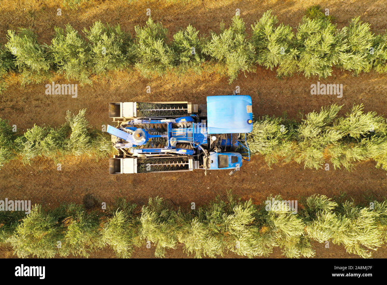 Olivenöl Harvester über Reihen von Olivenbäumen und sanft schütteln und Abbau der Oliven aus den Zweigen, von oben nach unten Luftaufnahmen des Prozesses. Stockfoto