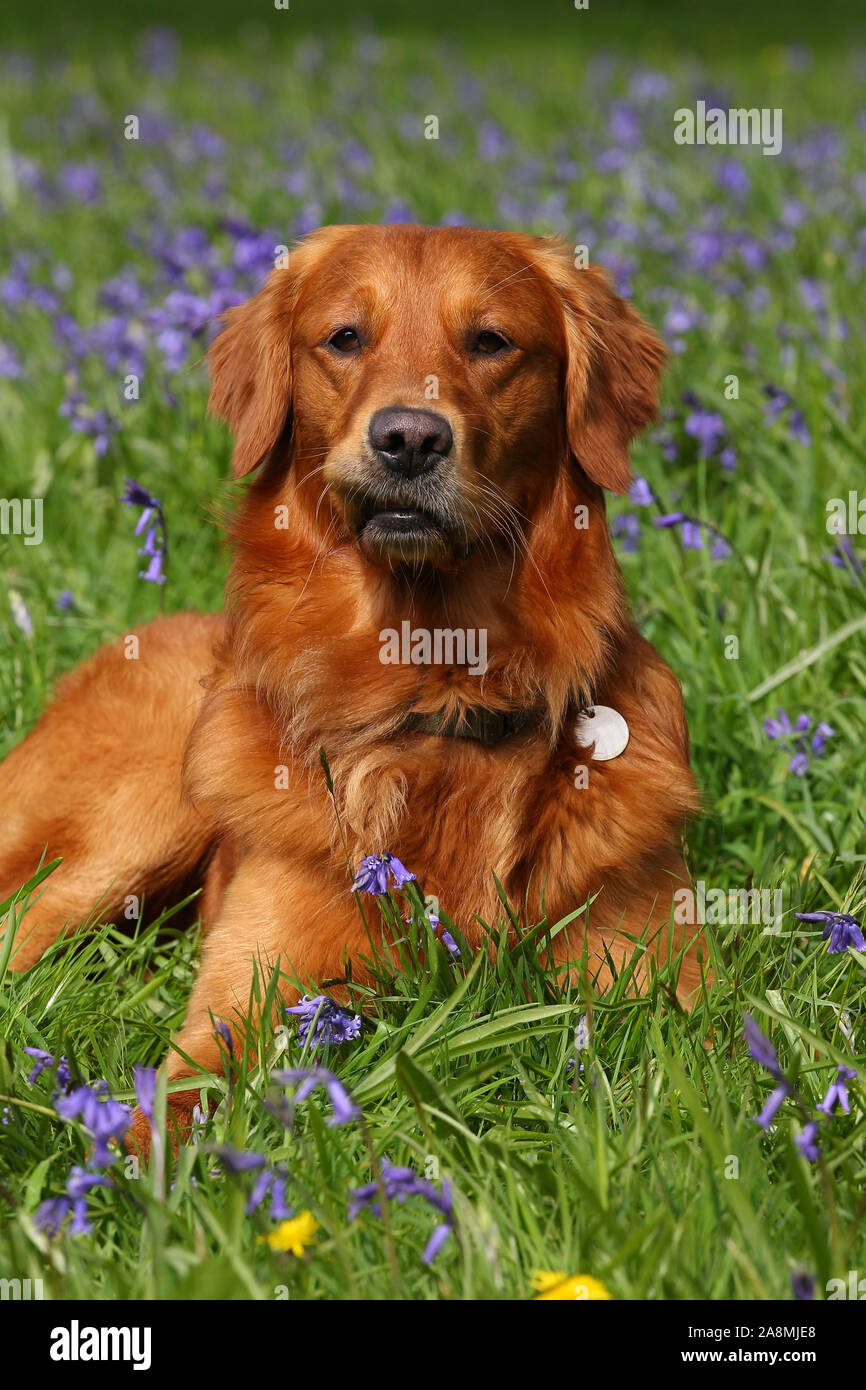 Liver Flat Coated Retriever Stockfotos und bilder Kaufen Alamy