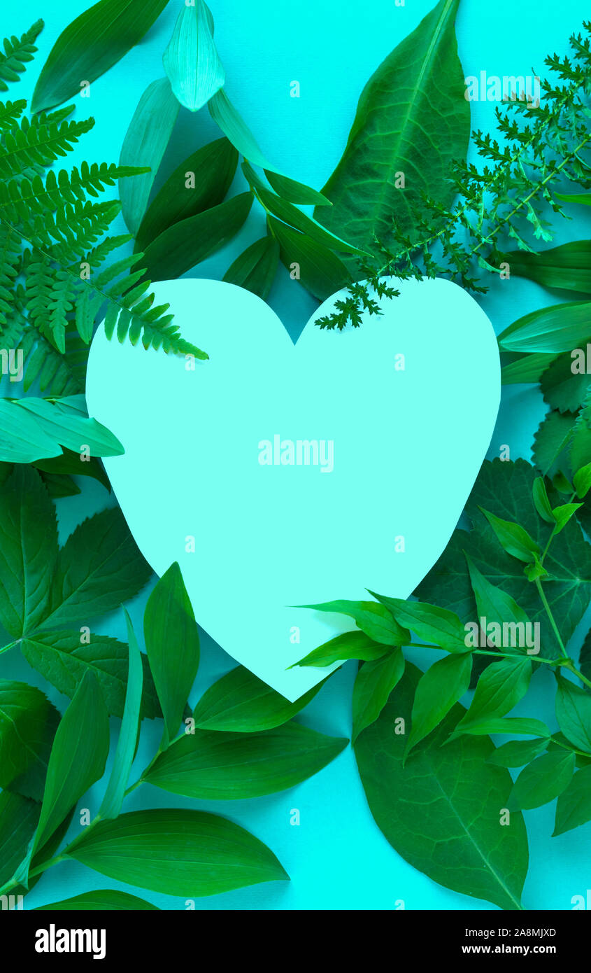 Kreative Gestaltung von grünen Blättern, verschiedene Wildpflanzen auf Blau und Türkis herzförmige Papier, kopieren. Sommer, Frühling, Liebe oder Ökologie Konzept. Stockfoto