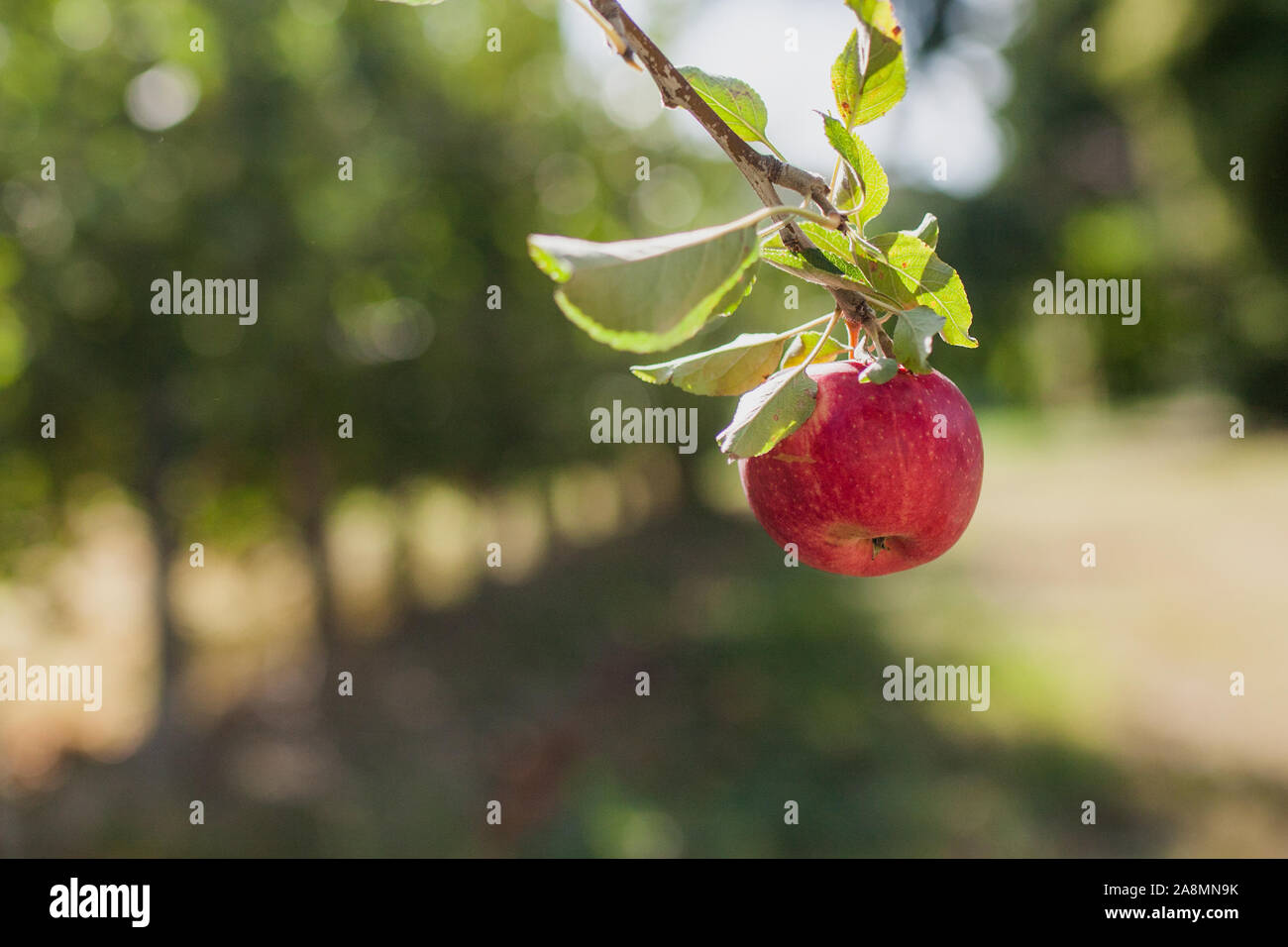 Rote reife Apple auf einem Zweig im Wind - fruchtbares Jahr - Frankreich, Provence, Mistral Stockfoto