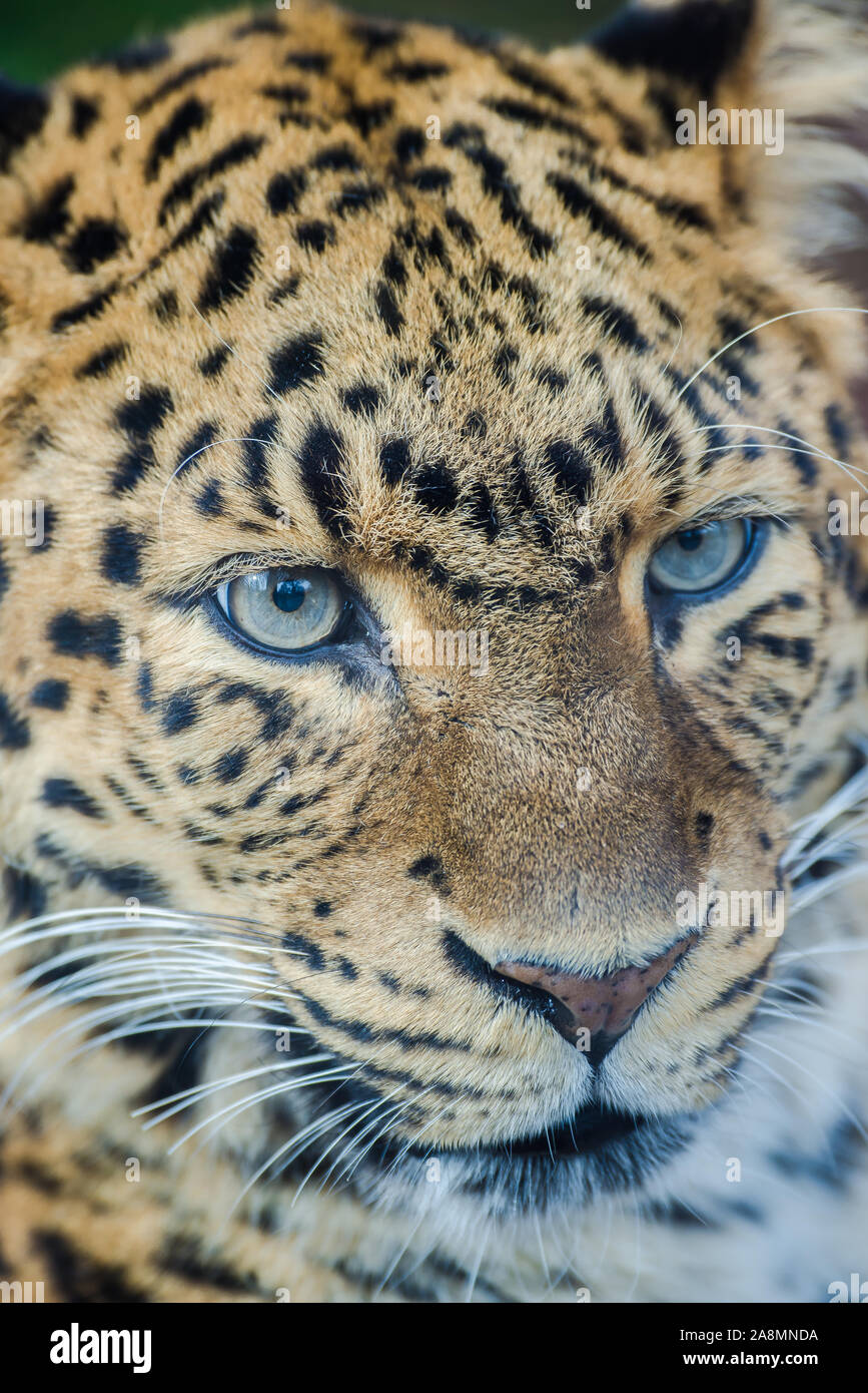 North Chinese Leopard Panthera Pardus Japonensis Stockfotos Und Bilder Kaufen Alamy