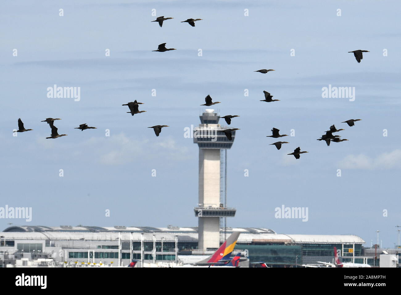 Vogelschlag GEFAHR - Gänse in der Nähe von Flughäfen. Stockfoto