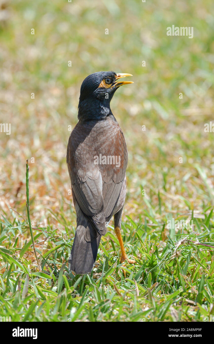 Paradisea Tristis, exotischer Vogel in Tahiti Stockfoto