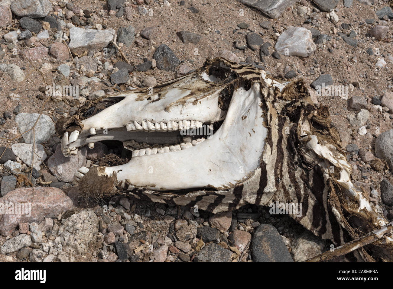 Schädel eines toten Zebra in einem ausgetrockneten Fluss Namibia Stockfoto
