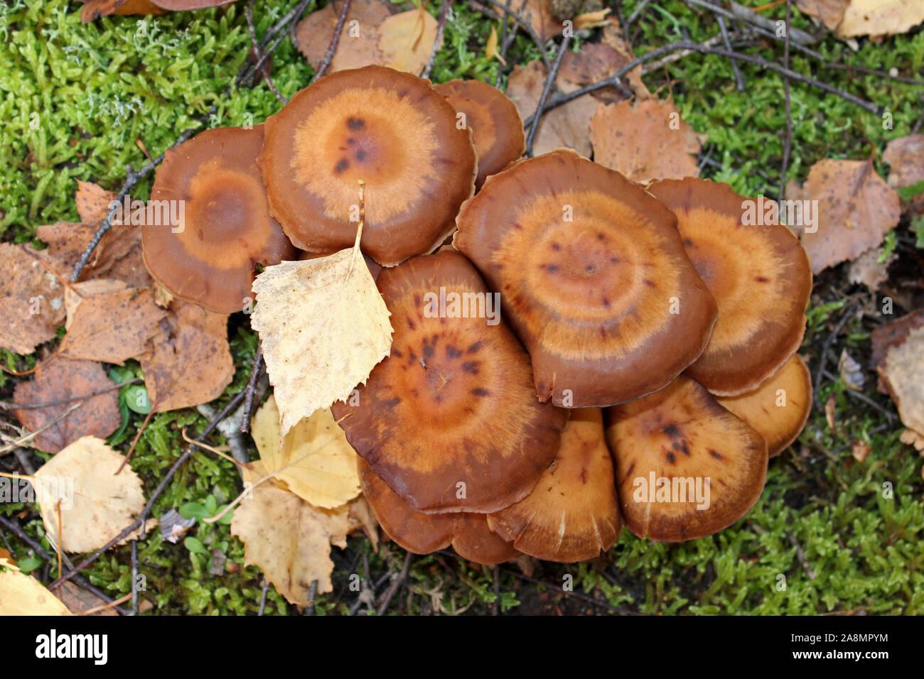 Birken Sie-Knight - Tricholoma fulvum Stockfoto