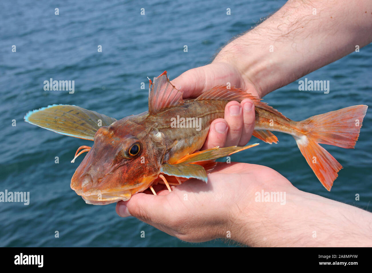 Knurrhahn Chelidonichthys Lucerna Stockfoto