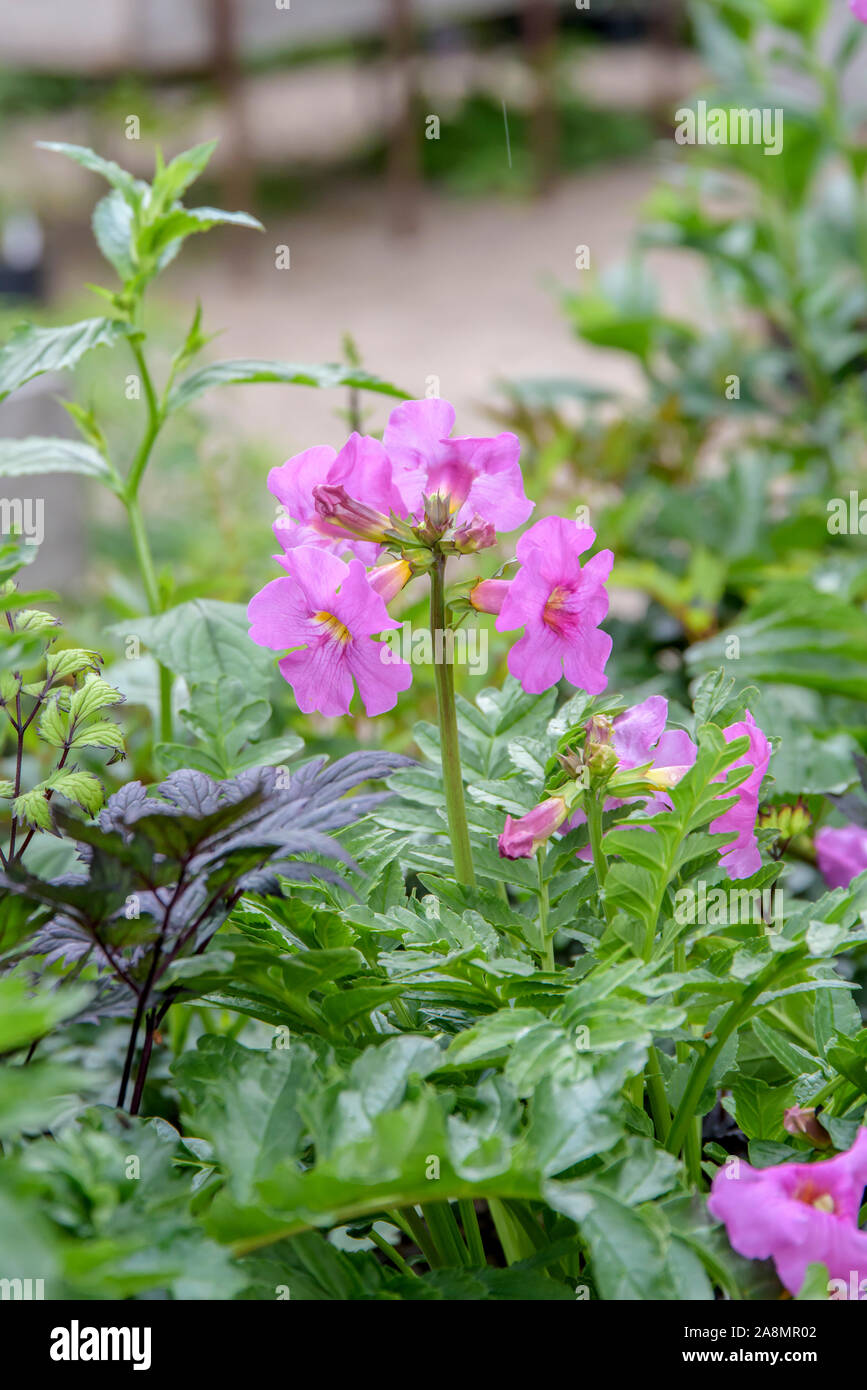 Incarvillea delavayi -Fotos und -Bildmaterial in hoher Auflsung  Alamy