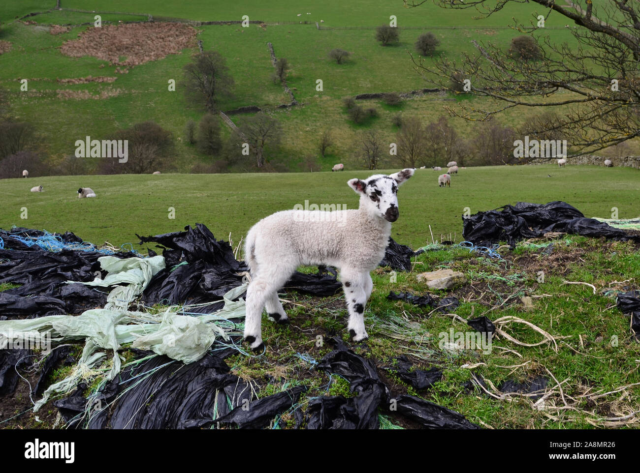 Lamm in plastik Müll in der Landschaft Stockfoto