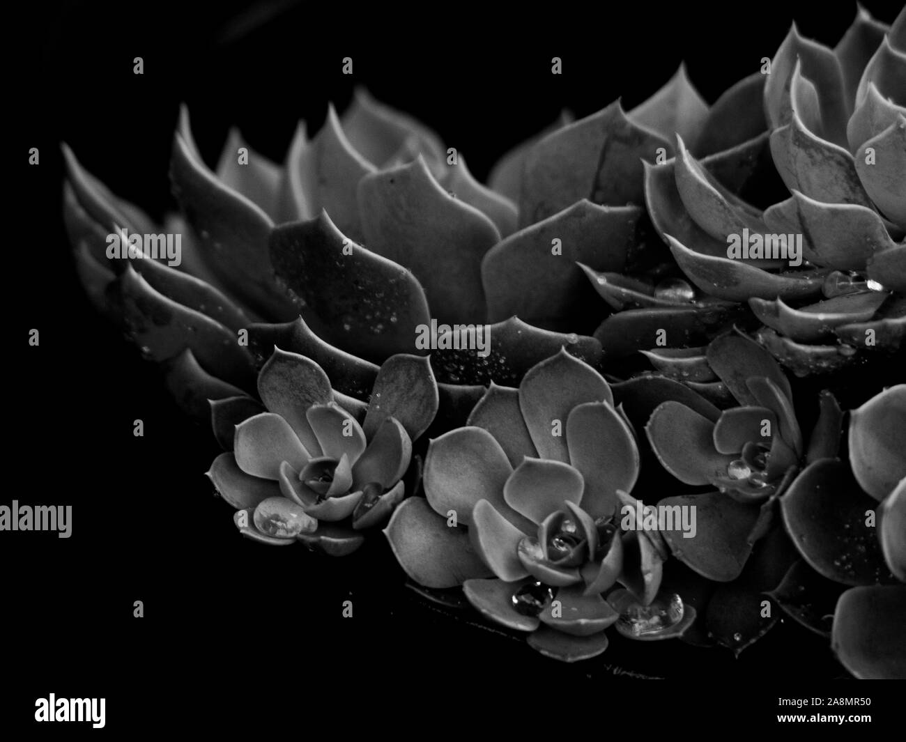 Natürliche Kunst, dramatische monochrome Echeveria Sukkulente Pflanze gebogen, nass, bedeckt mit glänzenden Wassertröpfchen, dunkler Hintergrund, von der Natur angeordnet Stockfoto