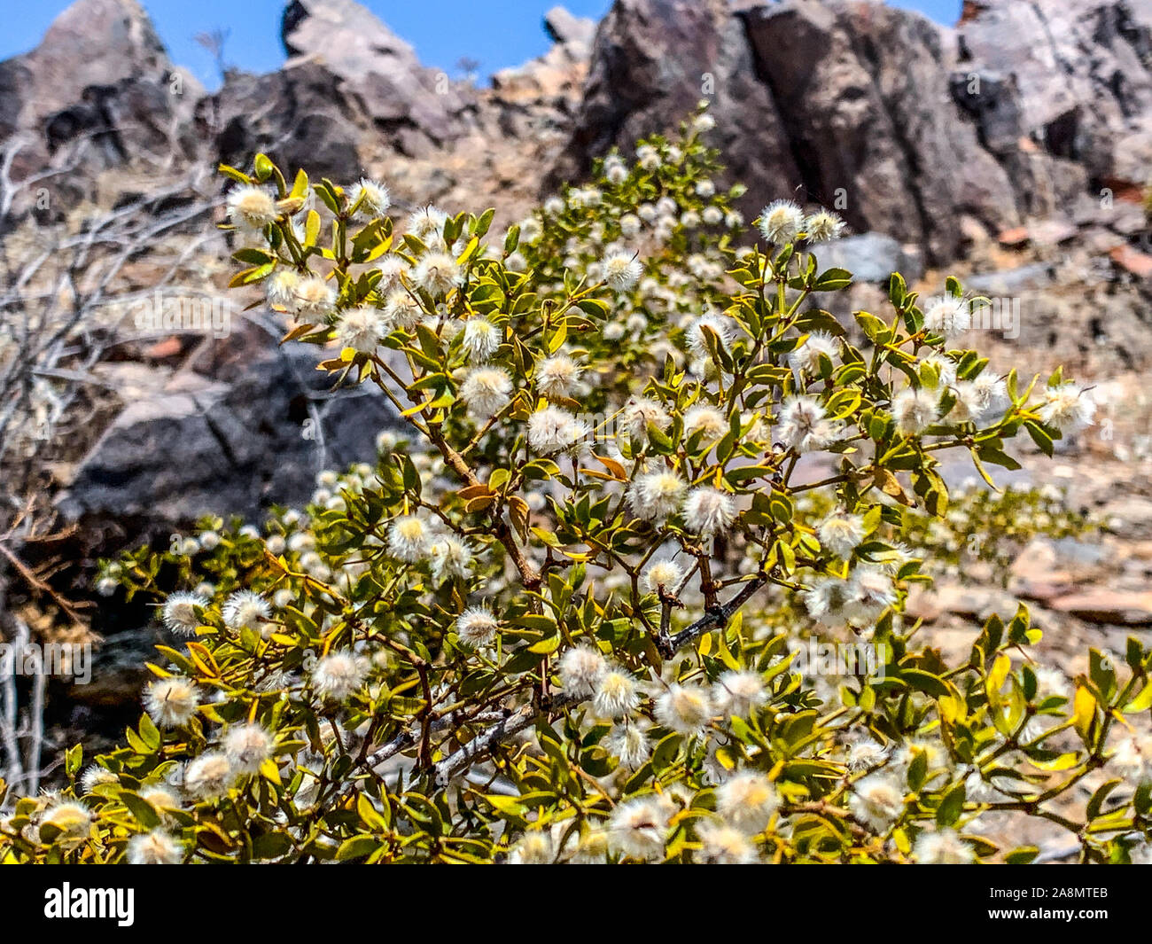 Larrea tridentata-kreosot Bush und greasewood in der Wüste von Piestewa Peak (Squaw Peak) in Arizona Stockfoto