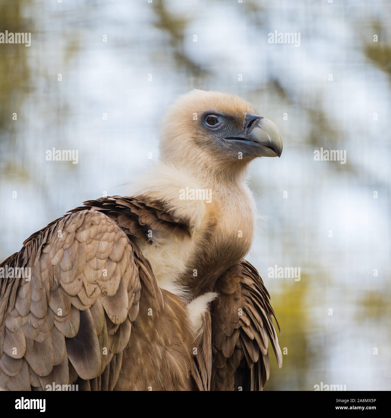Gänsegeier, Gyps fulvus, Geier Stockfoto