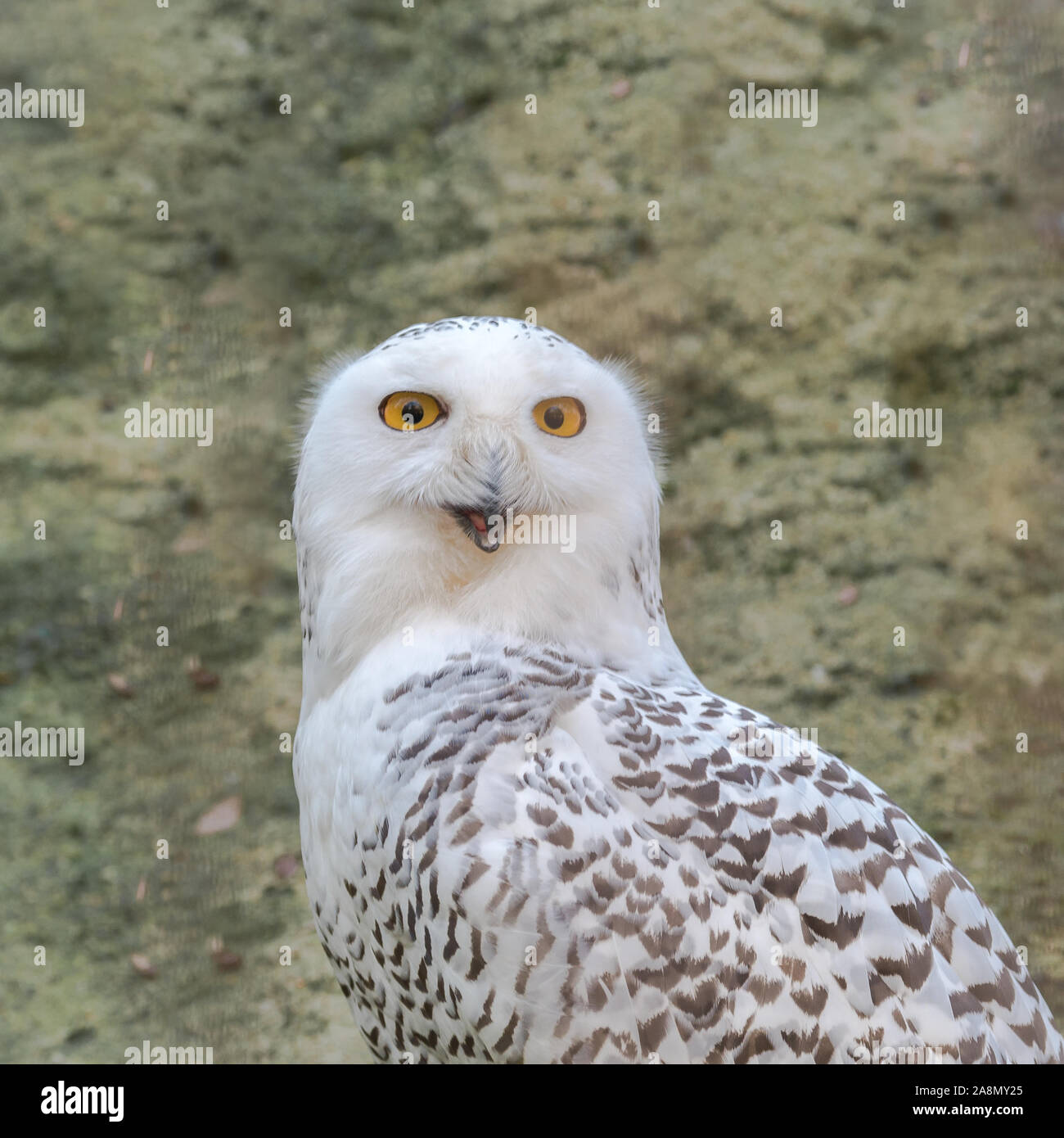 Snowy Owl, Bubo scandiacus Stockfoto