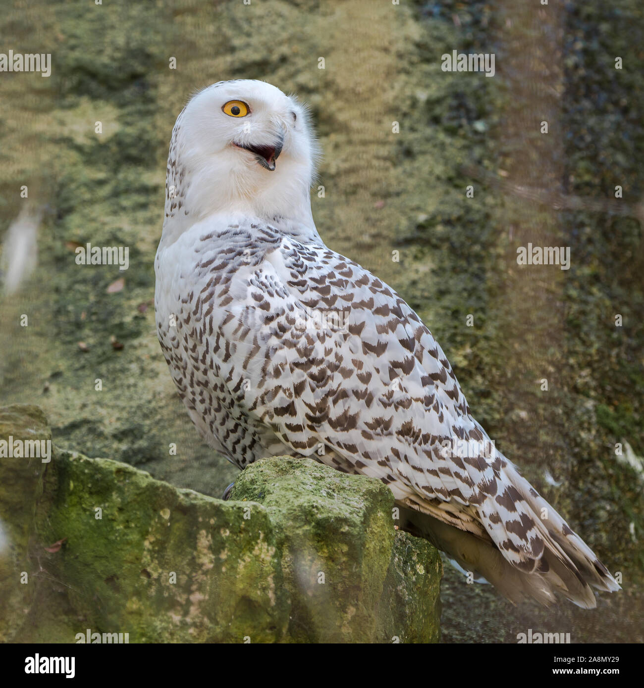 Snowy Owl, Bubo scandiacus Stockfoto