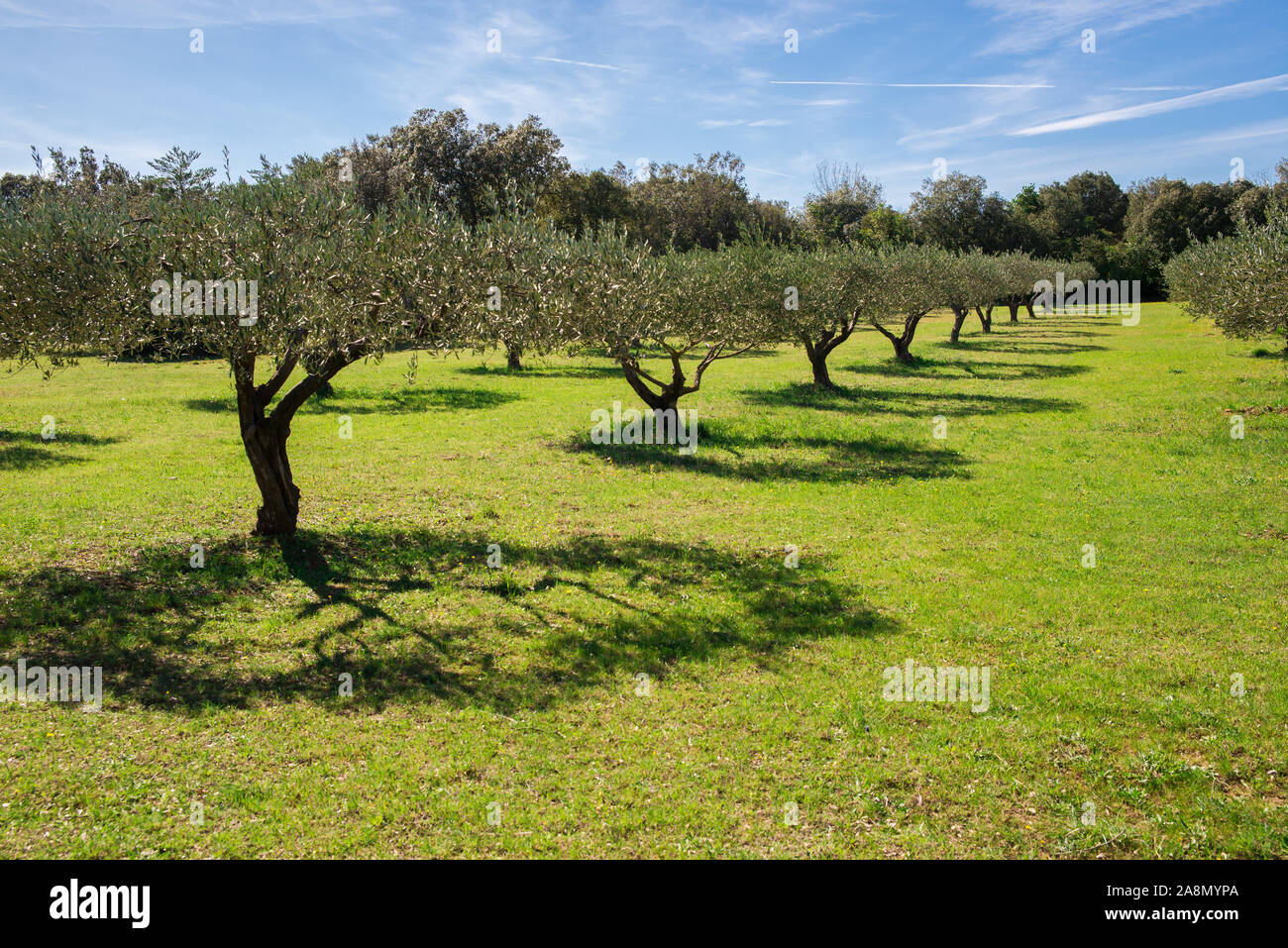 Olivenbaum im feld -Fotos und -Bildmaterial in hoher Auflsung  Alamy