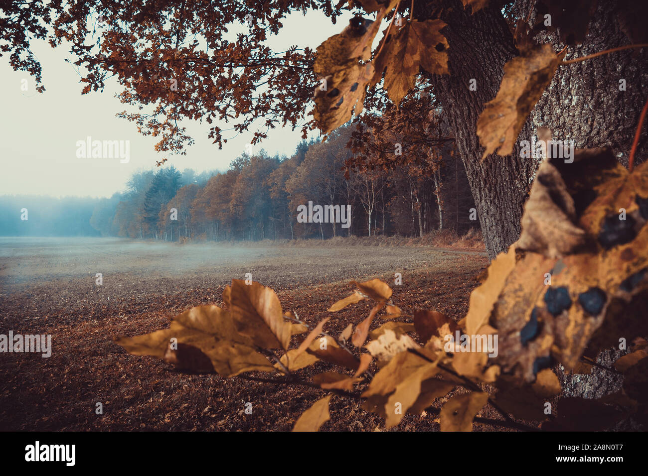 Nebel am Morgen zu Fuß in Deutschland Allgäu Wald Felder fallen Blätter im Herbst nach Süden Stockfoto