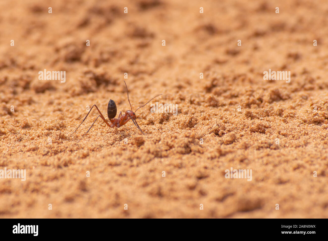 Sahara Ant (Cataglyphis bicolor) entlang der Sanddünen in Ras Al Khaimah, Vereinigte Arabische Emirate. Stockfoto
