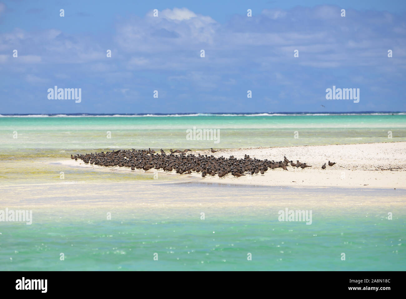 Dickwolke der Vögel, Brauner Noddy, Vogel, Polynesien, Tetiaroa-Insel Stockfoto