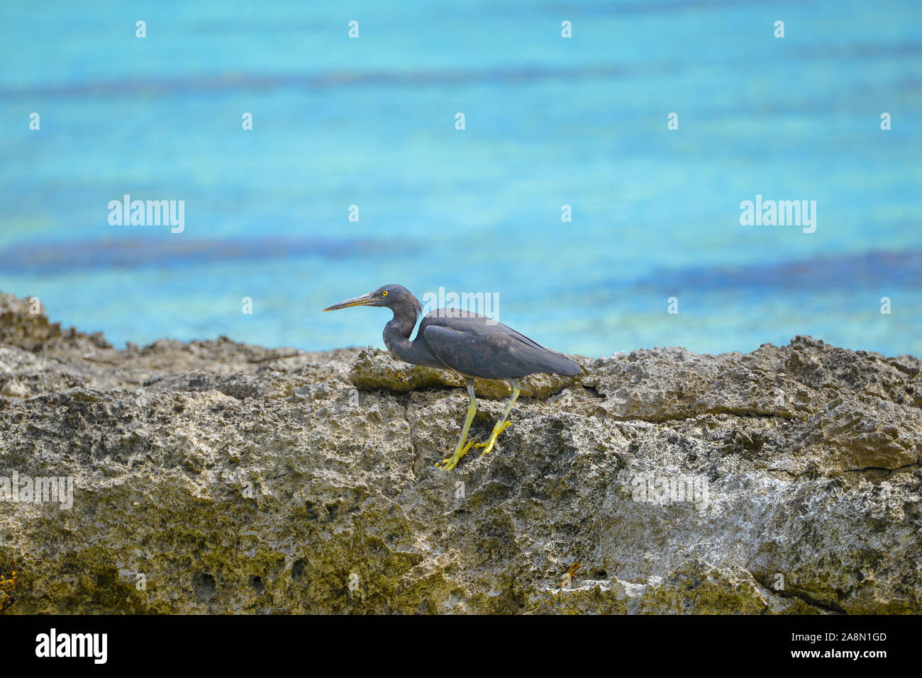 Pacific Reef Heron, schwarze Egretta sacra, in Französisch-Polynesien, Insel Tetiaroa Stockfoto