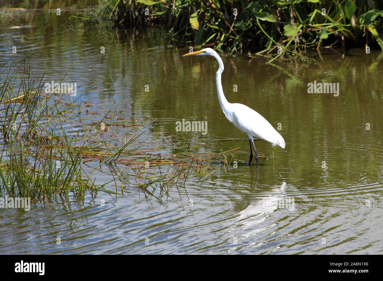 Großer weißer Vogel in Louisiana swamp Stockfoto