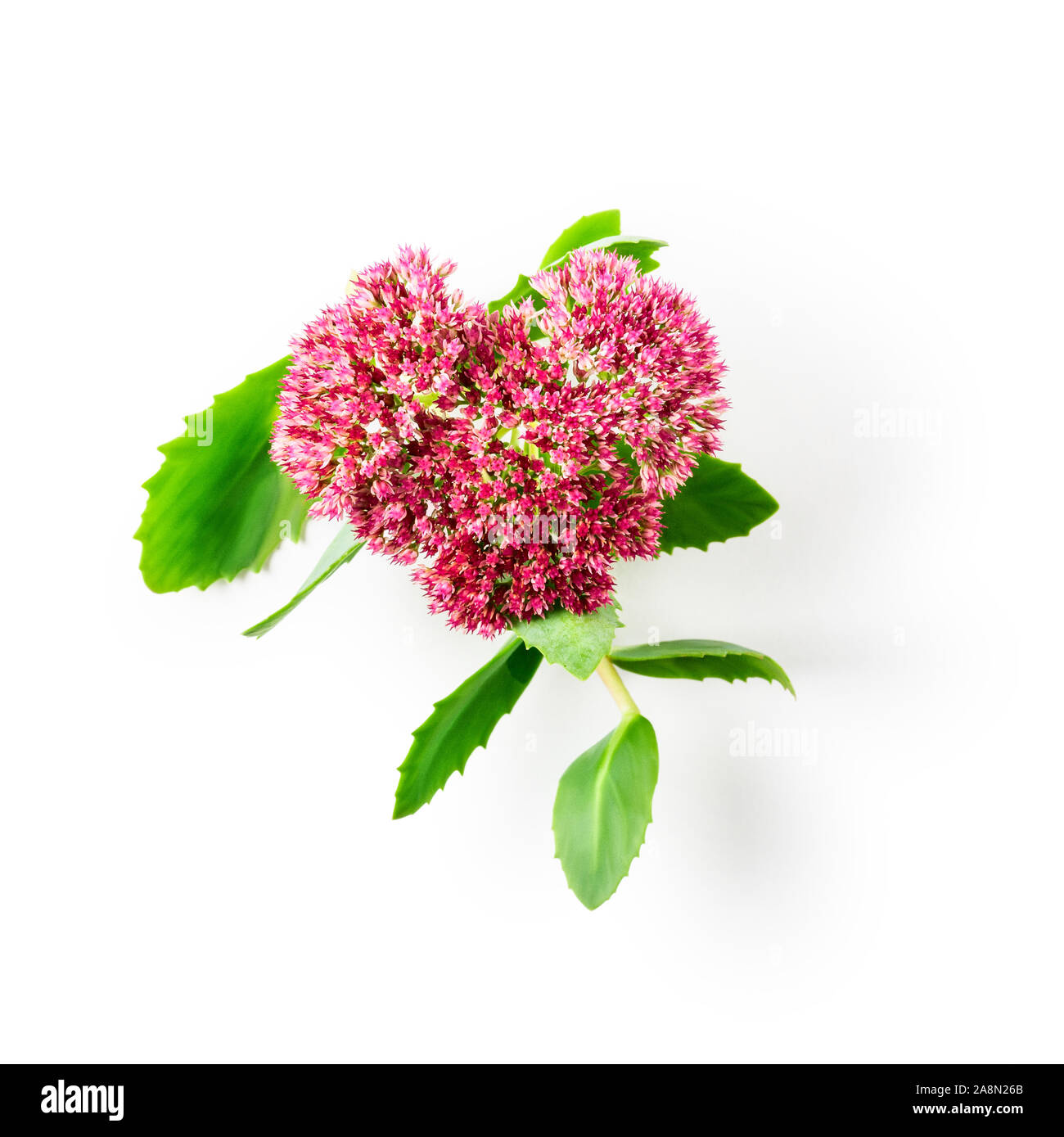 Rosa sedum Blume mit Blätter und Stengel Herzform. Stonecrops Blumen auf weißem Hintergrund mit Freistellungspfad isoliert. Ansicht von oben, flach. Blumen des Stockfoto