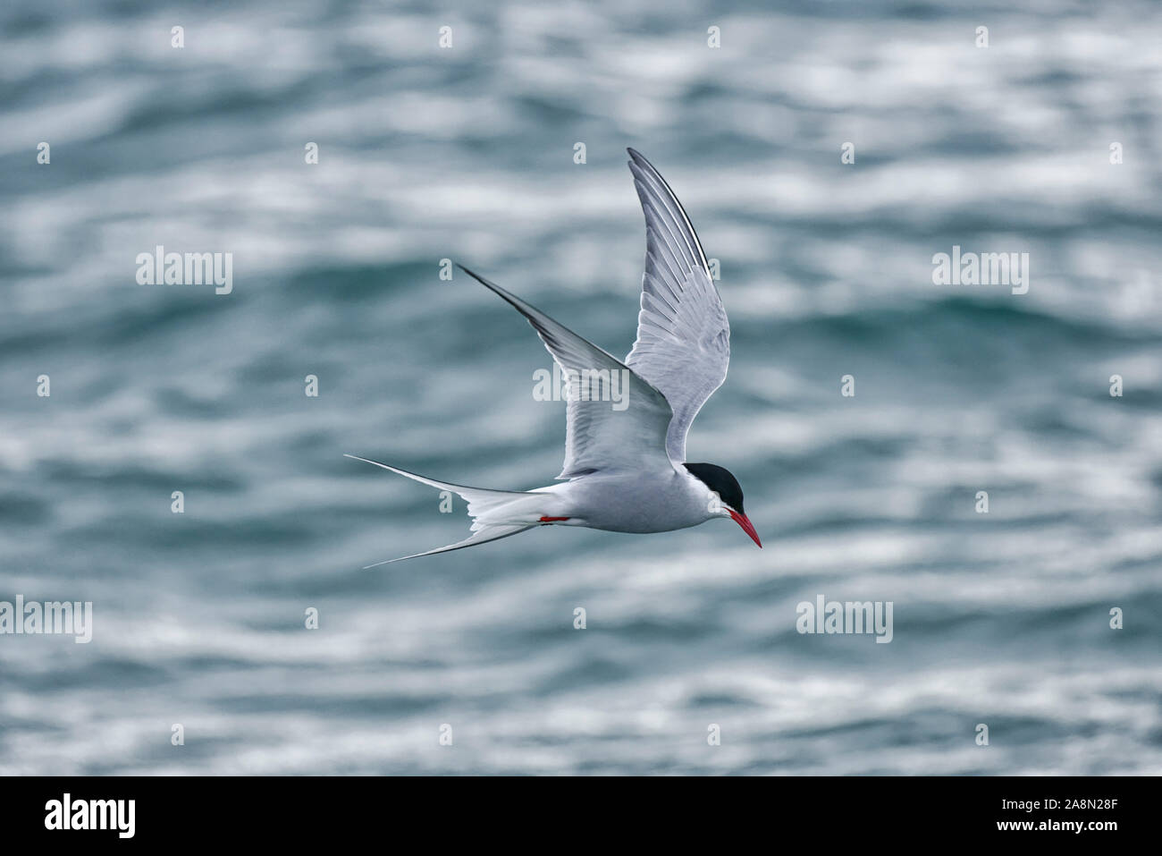 Küstenseeschwalbe (Sterna Paradisaea) im Flug über dem arktischen Ozean. Küstenseeschwalbe über den Ozean fliegen. Hinlopenstreet, Nordaustlandet, Svalbard, Stockfoto
