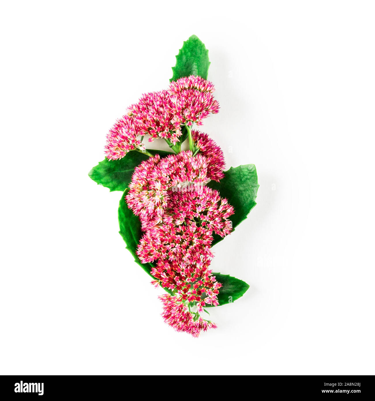 Rosa sedum Blume mit Blätter und Stengel Anordnung. Stonecrops Blumen auf weißem Hintergrund mit Freistellungspfad isoliert. Ansicht von oben, flach. Blumen des Stockfoto
