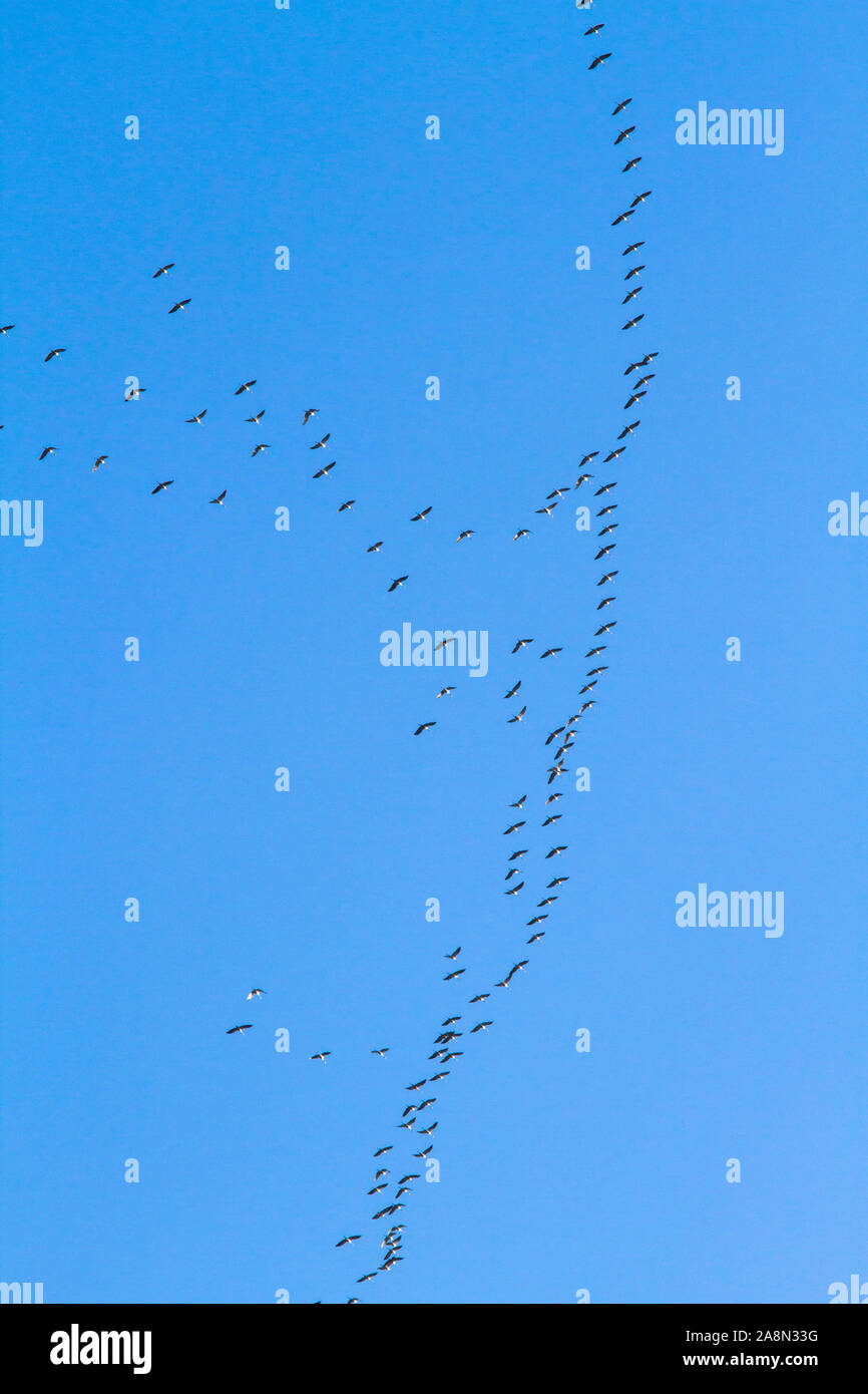 Krane flying south im Herbst, Deutschland. Kraniche ziehen im Herbst nach Sueden, Deutschland Stockfoto