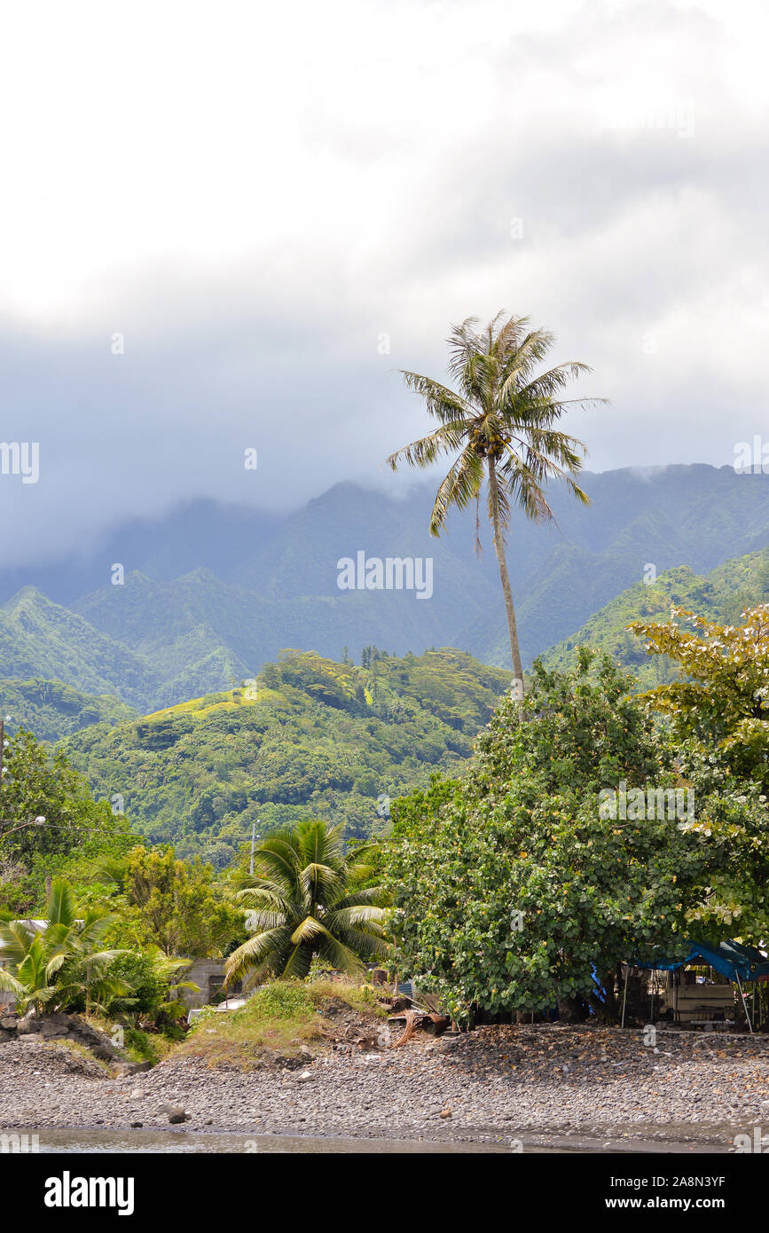 Tropischer Strand, in Französisch-Polynesien, mit Kokosnussbaum am türkisfarbenen Meer Stockfoto