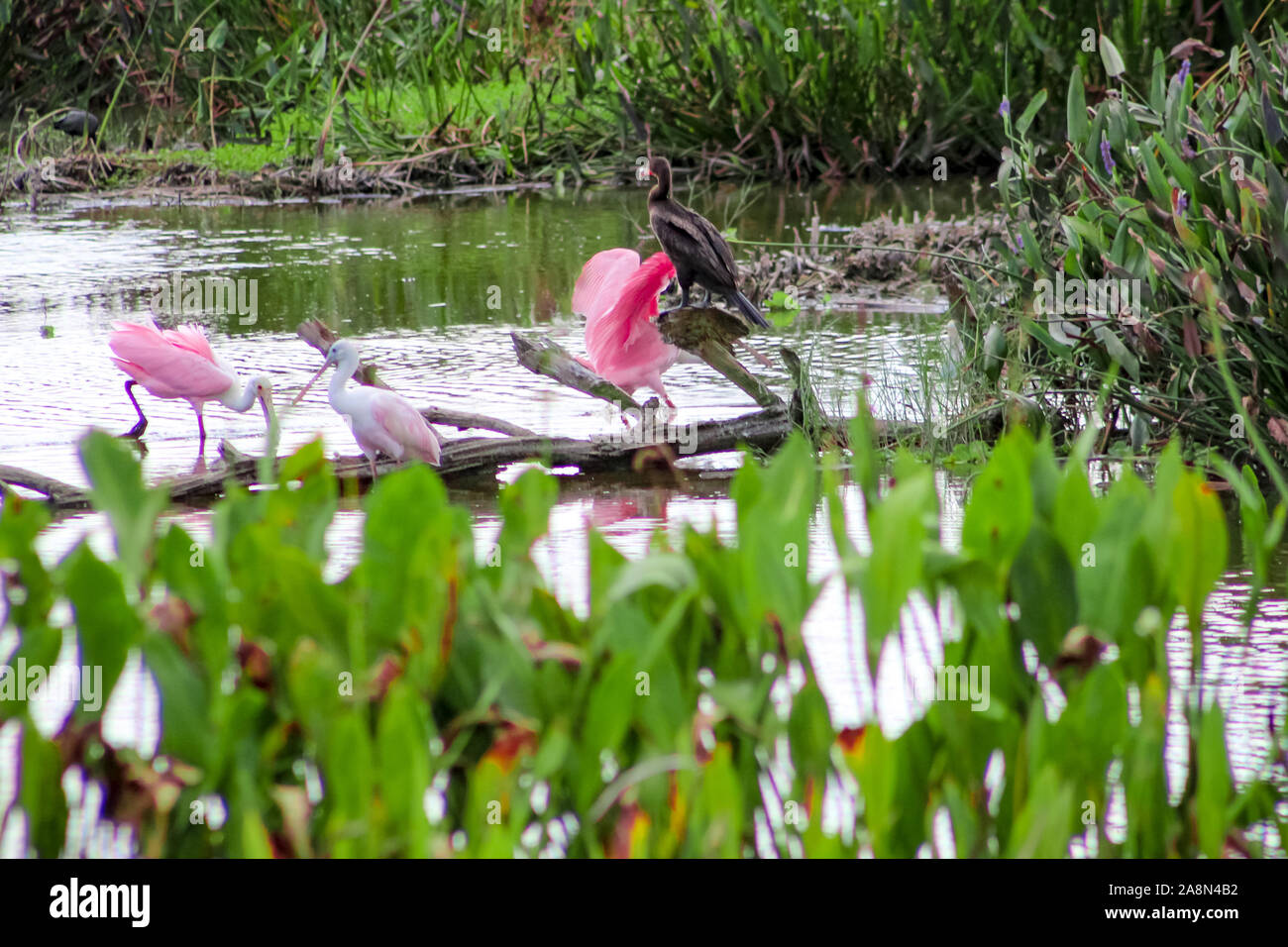 Rosalöffler in Florida Marsh Stockfoto