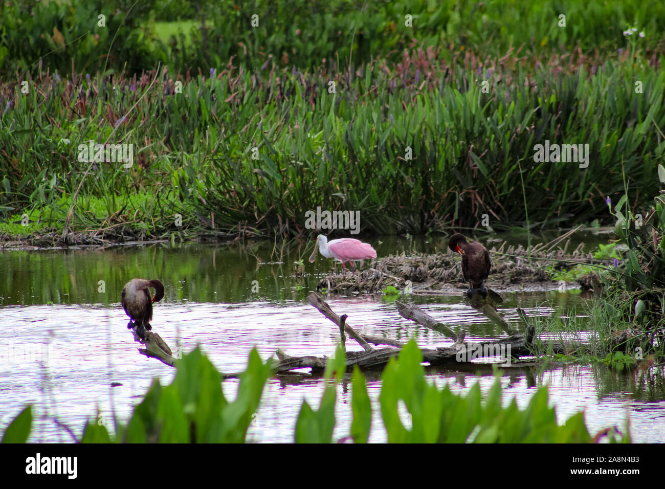 Rosalöffler in Florida Marsh Stockfoto