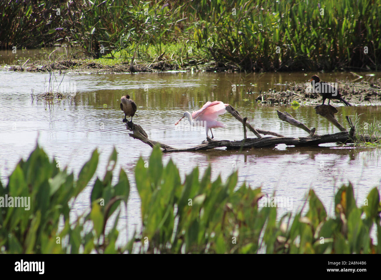 Rosalöffler in Florida Marsh Stockfoto